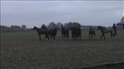 nowosolna_bedon04