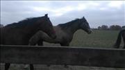 nowosolna_bedon12